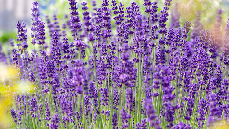 Perennial Flowers Blooming in Kansas