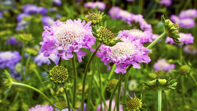 Perennial Flowers Blooming in Kentucky