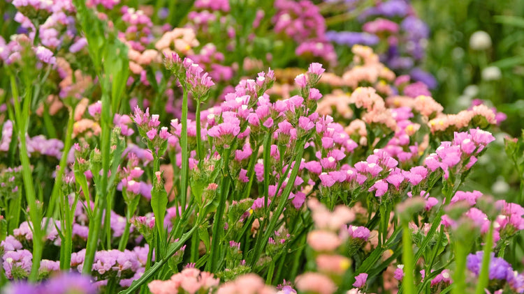 Perennial Flowers Blooming in Louisiana