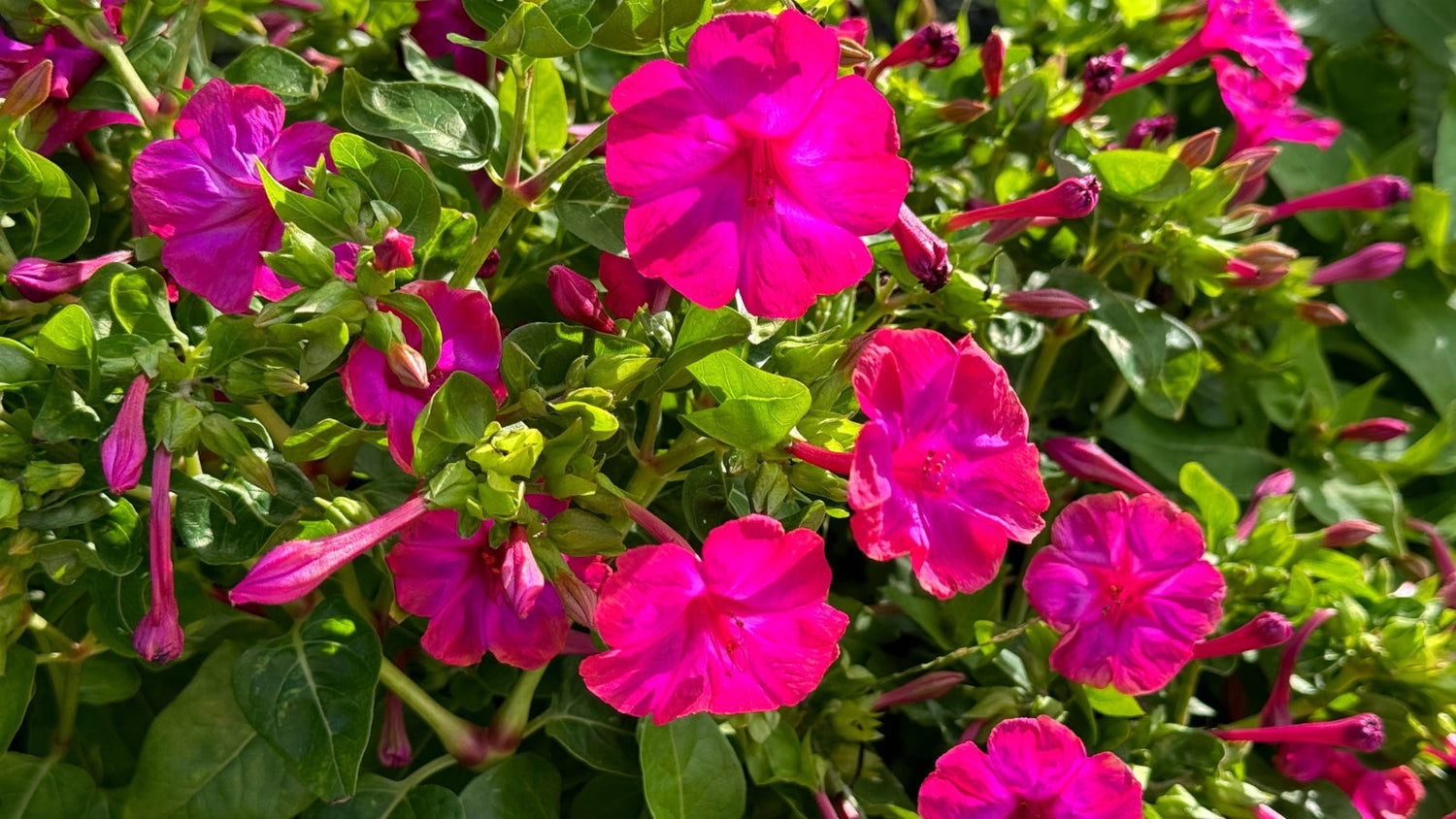 Perennial Flowers Blooming in Mississippi