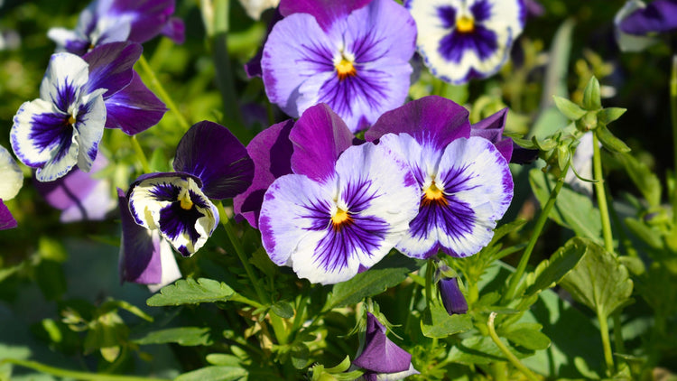 Perennial Flowers Blooming in Massachusetts