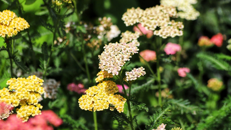 Perennial Flowers Blooming in Michigan