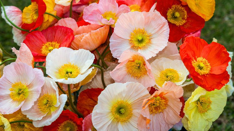 Perennial Flowers Blooming in Minnesota