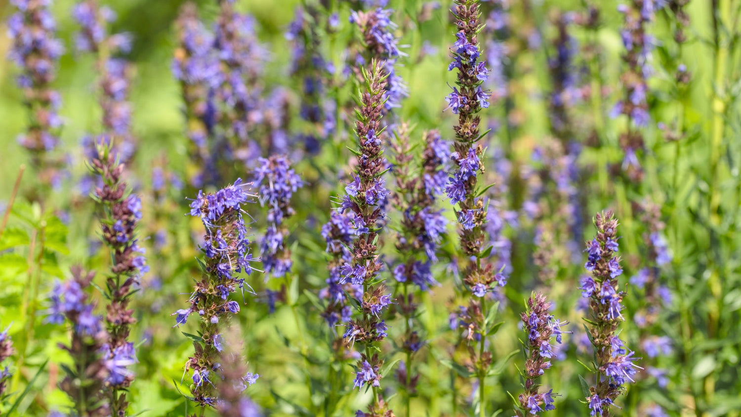 Perennial Flowers Blooming in Missouri