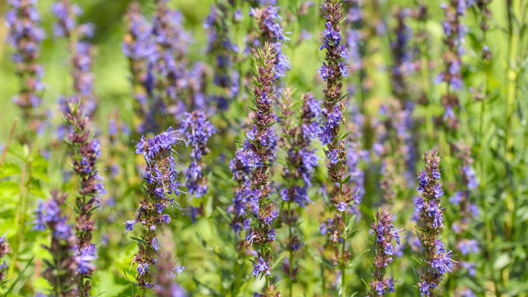 Perennial Flowers Blooming in Missouri