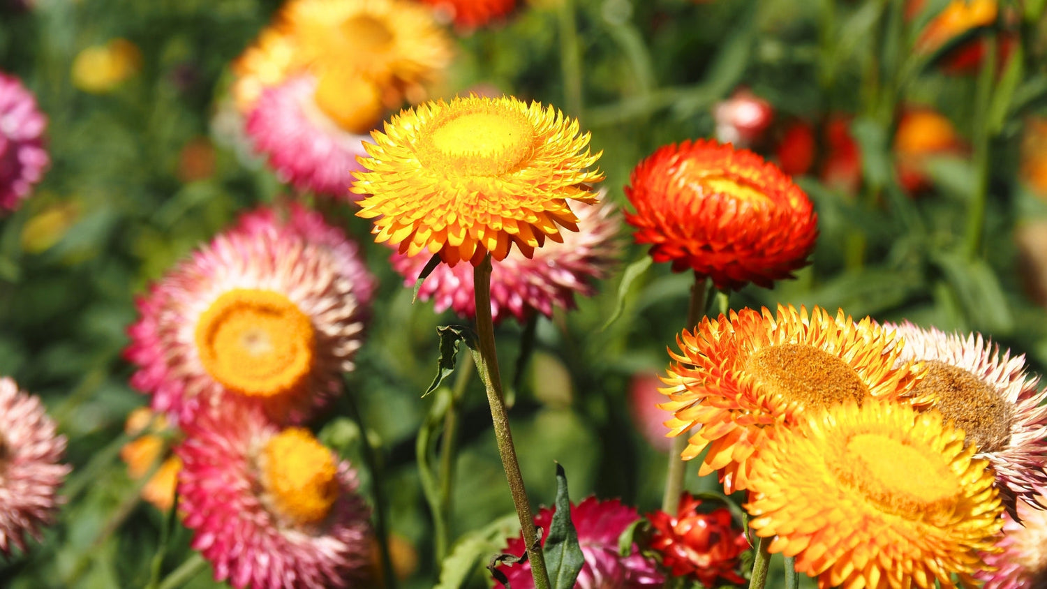 Perennial Flowers Blooming in Nevada