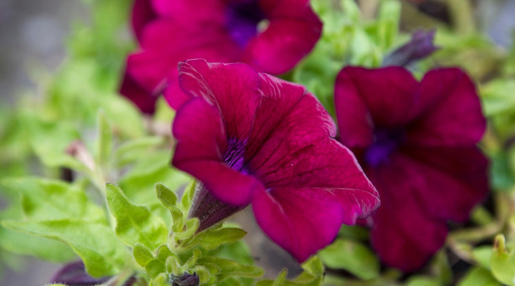 Petunias