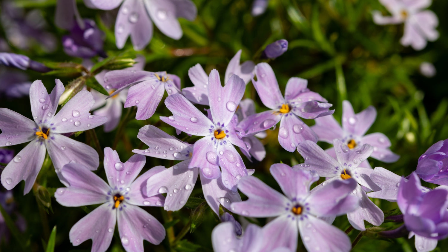 Phlox Growing in Garden From Seed