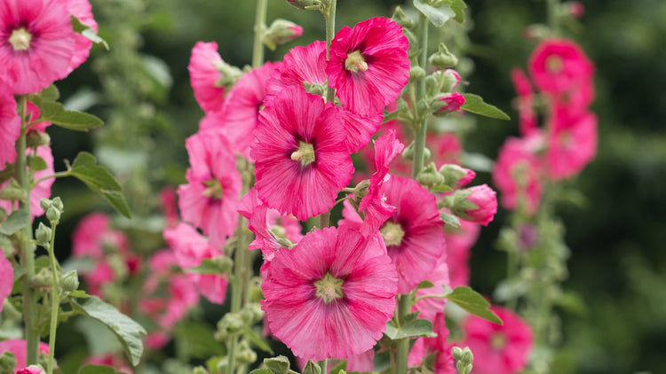 Pink Flower Seeds Blooming in Garden