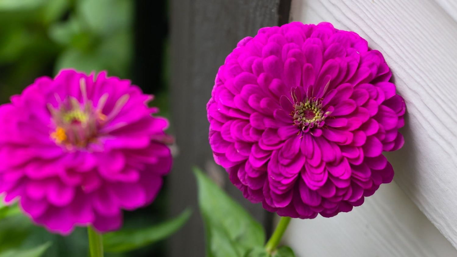 Purple Flowers Grown From Seed