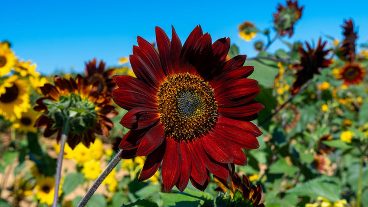 Red Flower Grown From Seed