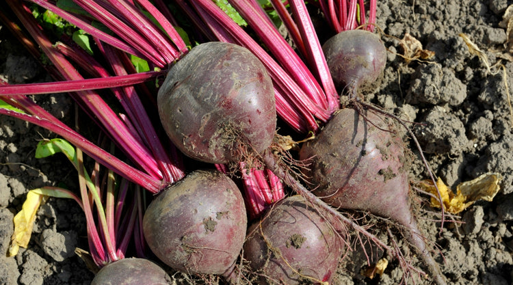 Root Vegetables Grown From Seed