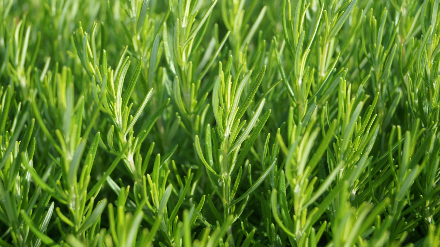 Rosemary Seeds in Garden