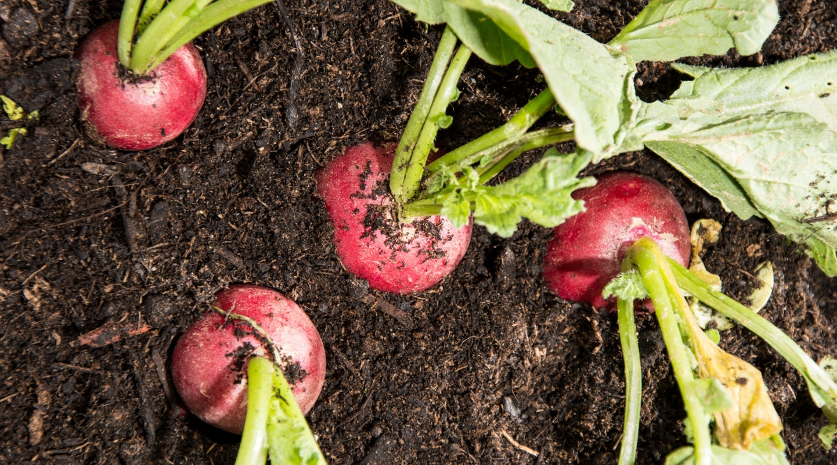 Radishes Grown From Seed in Garden