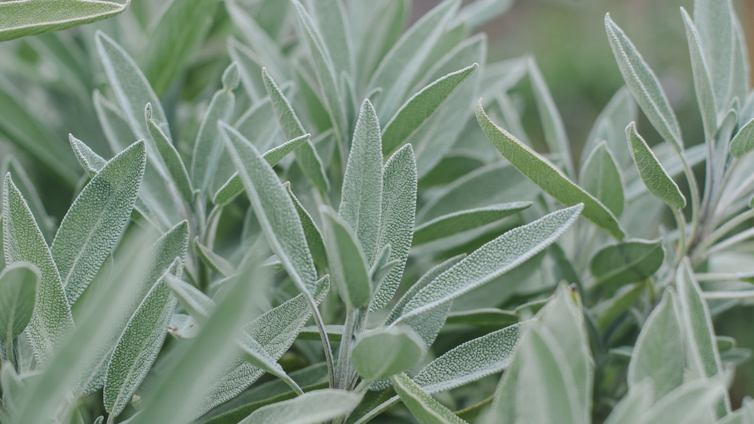 Sage Seeds Grown in Garden