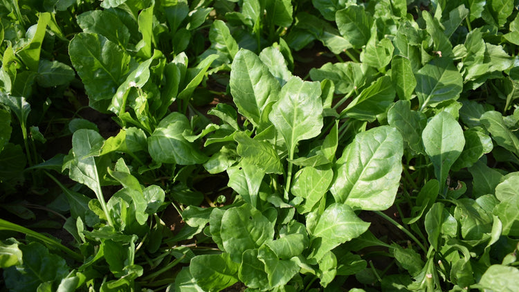 Spinach Grown From Seed