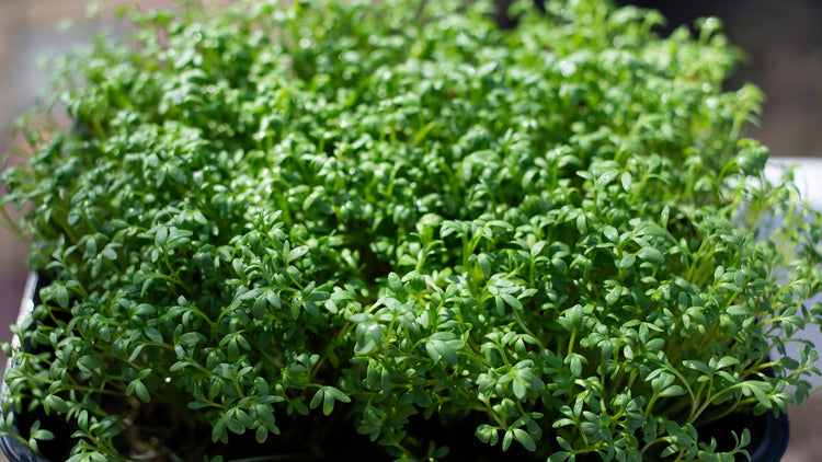 Sprouts Grown From Seed in Garden
