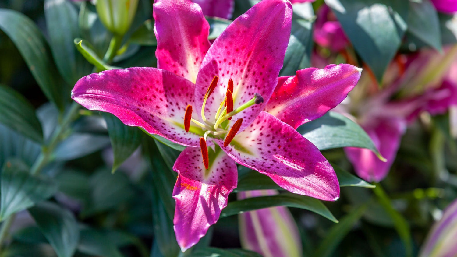 Stargazer Lily Flower Grown From Seed
