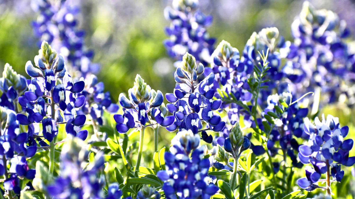 Perennial Flowers Blooming in Arizona