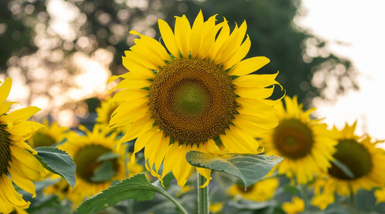 Sunflowers Grown From Seed With Beautiful Yellow Blooms in Garden