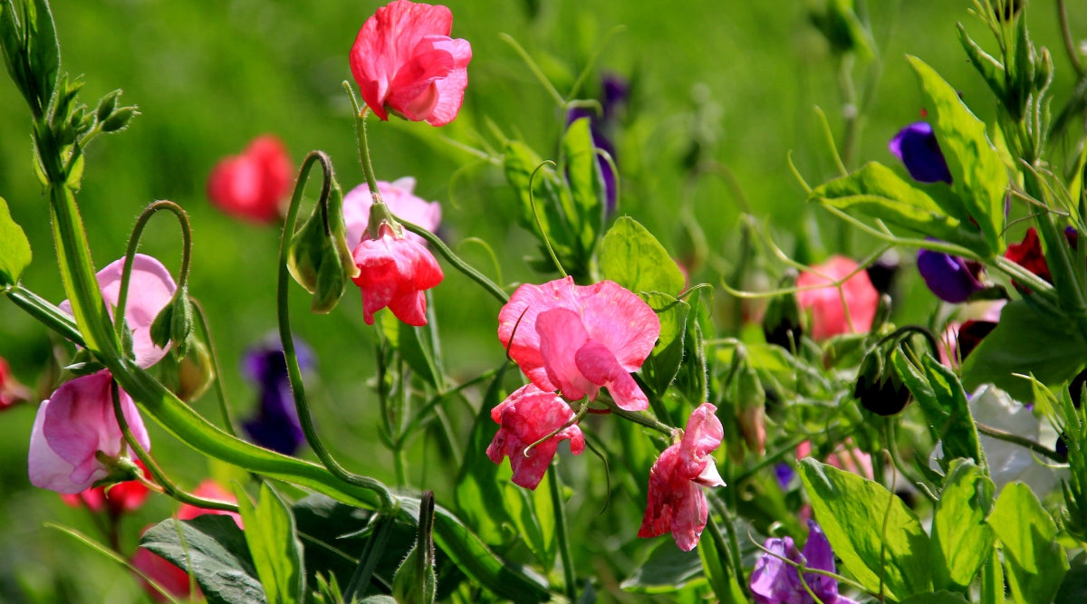 Sweet Pea Flowers Grown From Seed in Garden - Pink and Purple in Color