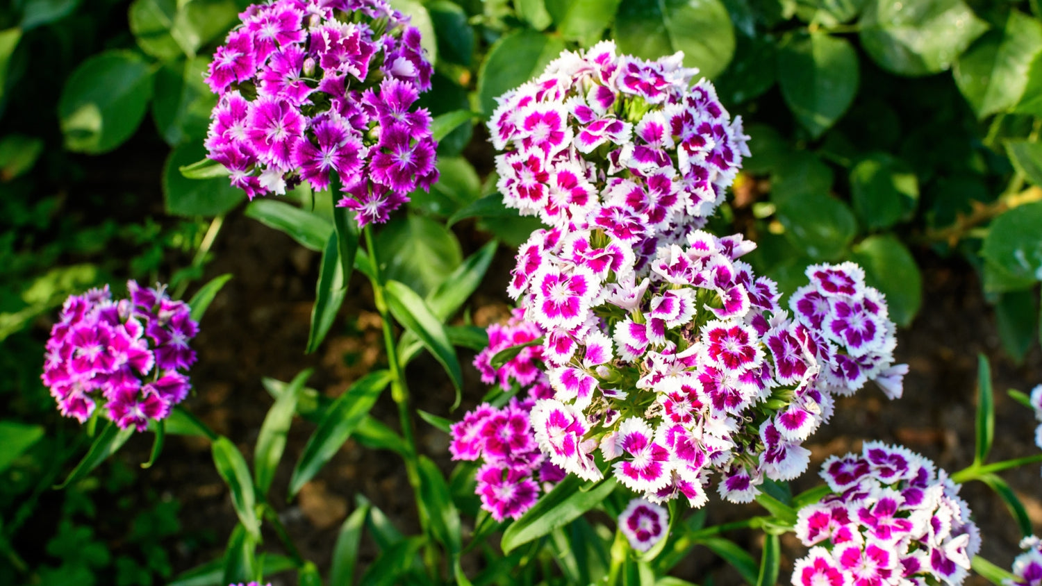 Sweet William Seeds