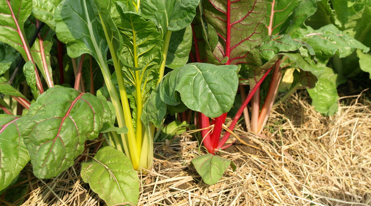 Swiss Chard Grown From Seed