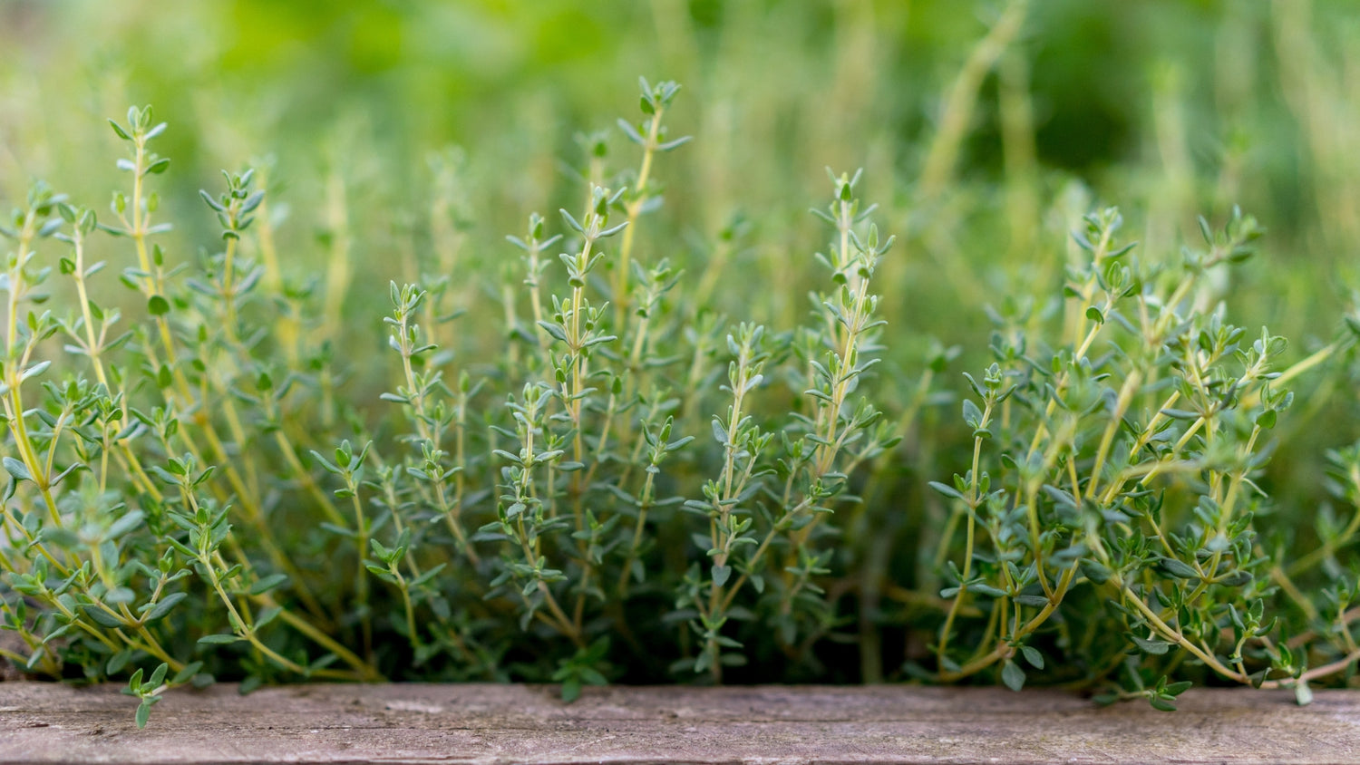 Thyme Seeds Growing in Garden