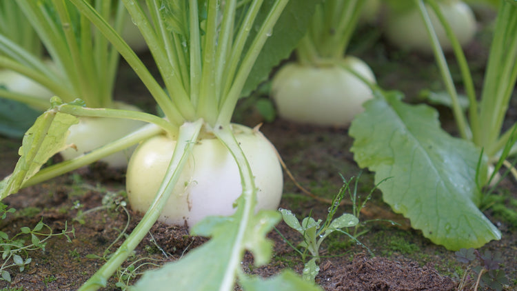 Turnips Grown From Seed in Garden