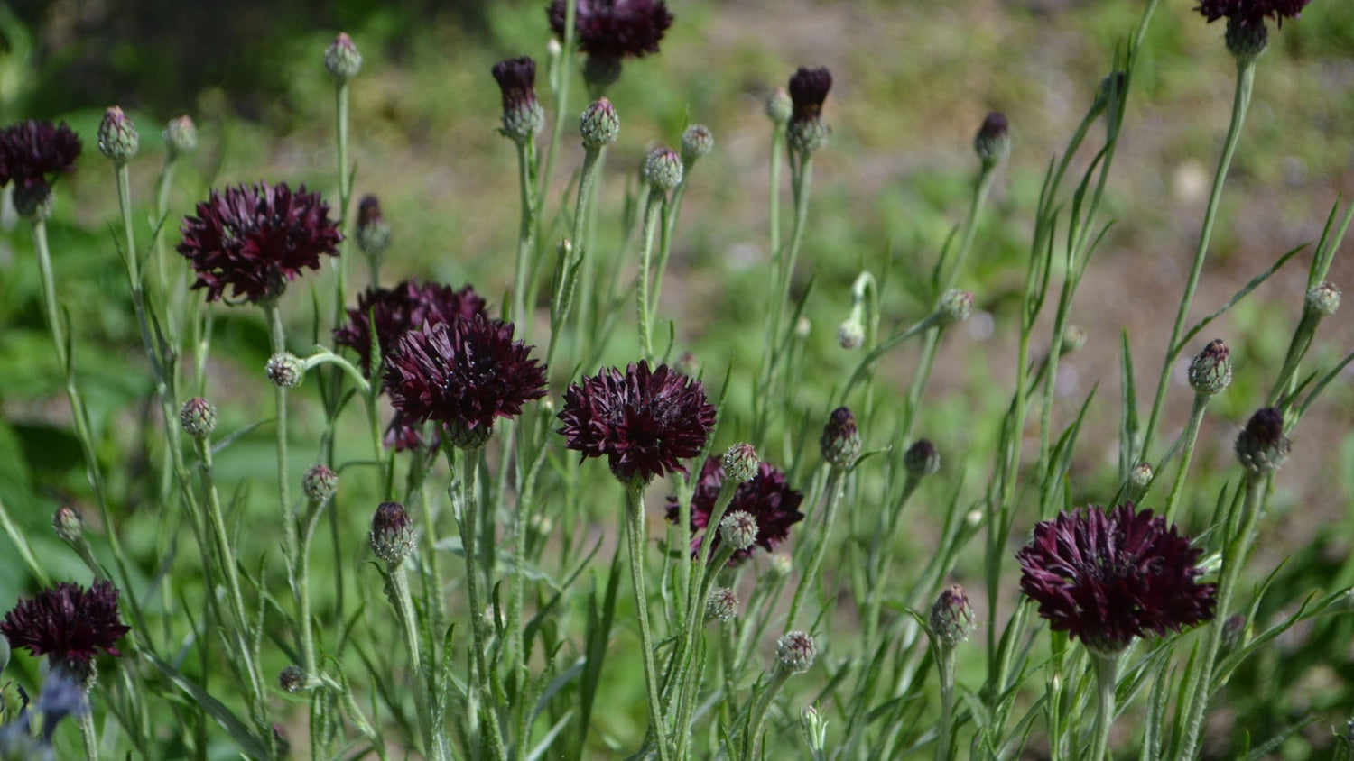 Rare and Unique Flowers