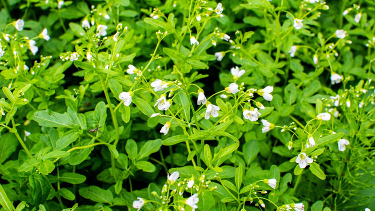 Watercress Plant Grown From Seed in Garden