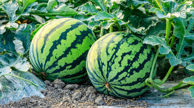Watermelon in Garden Grown From Seed
