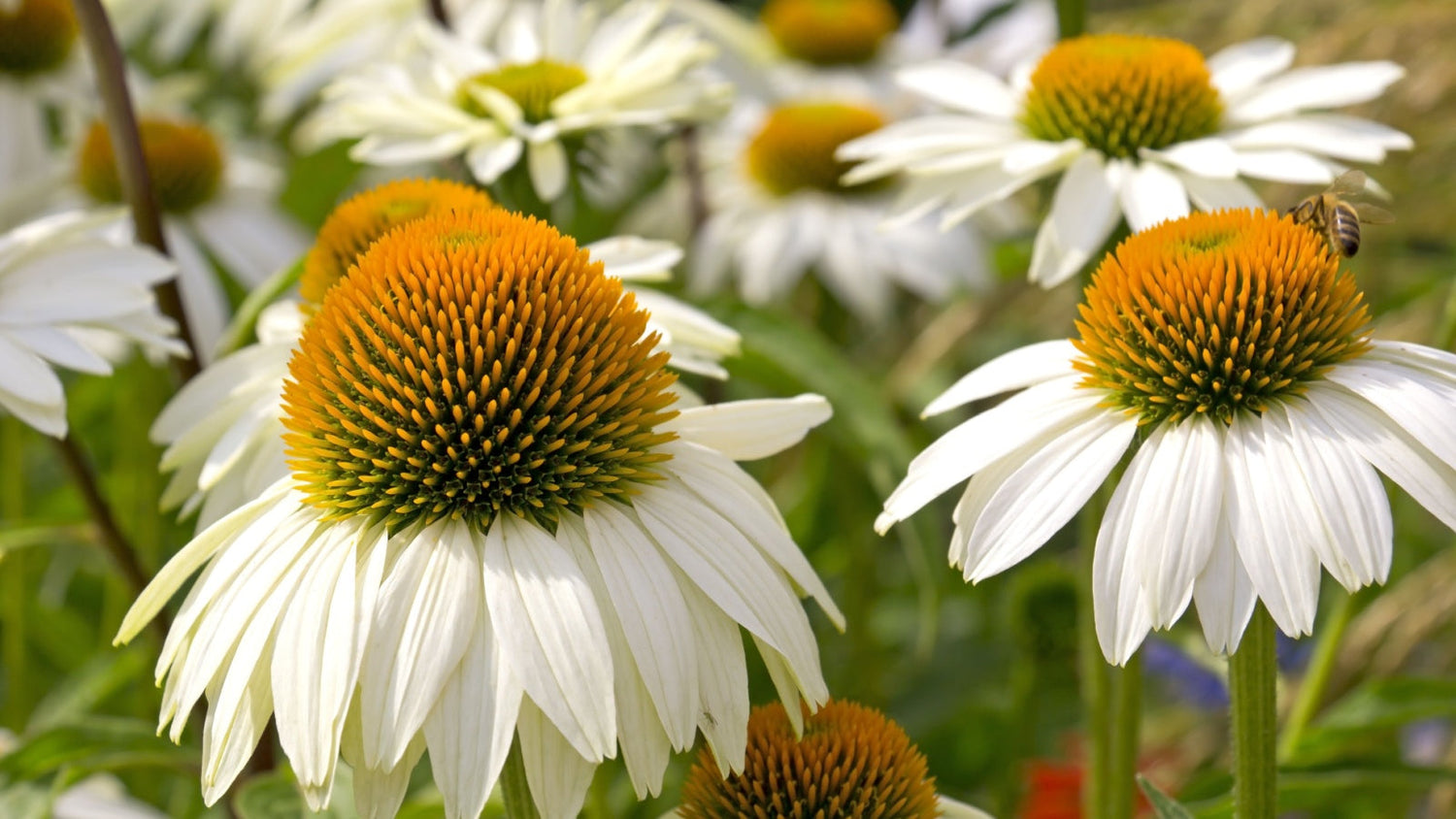 White Flower Seeds