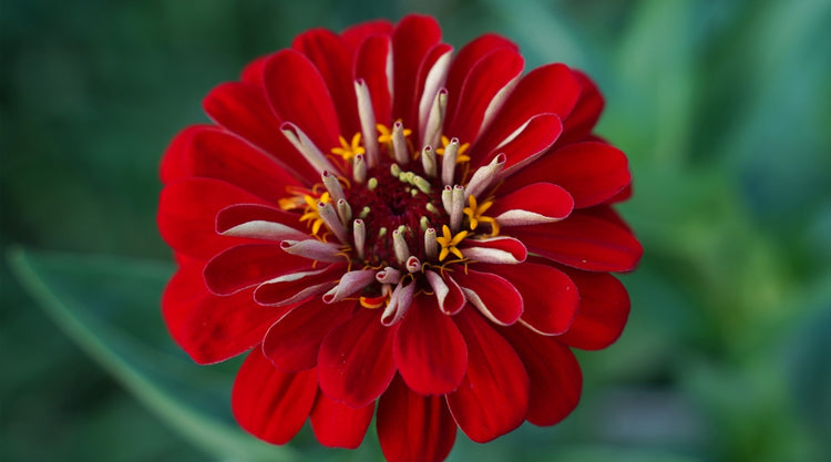 Zinnia Flowers Growing From Seed