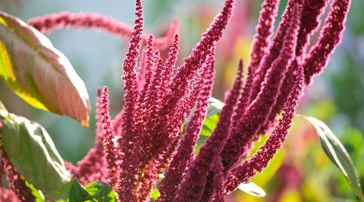 Pink Amaranthus Flower Seeds Growing in Garden