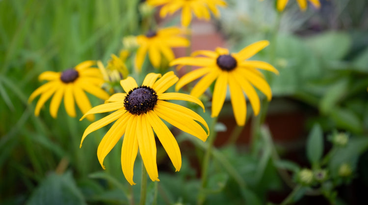 Black Eyed Susan Grown From Seed