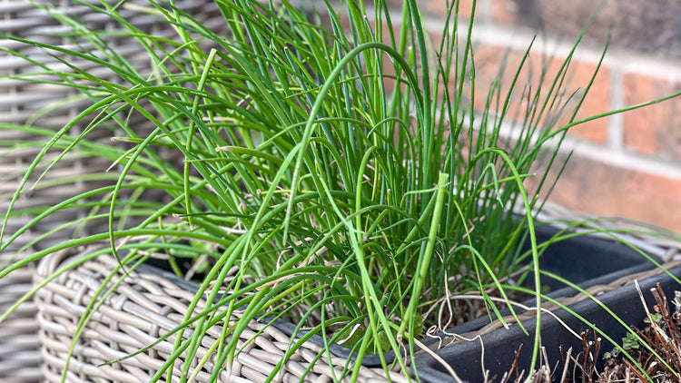 Green Chives Growing From Seeds in Garden