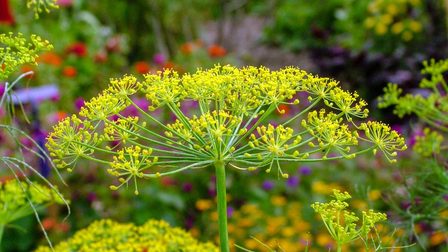 Dill Growing in Garden From Seed