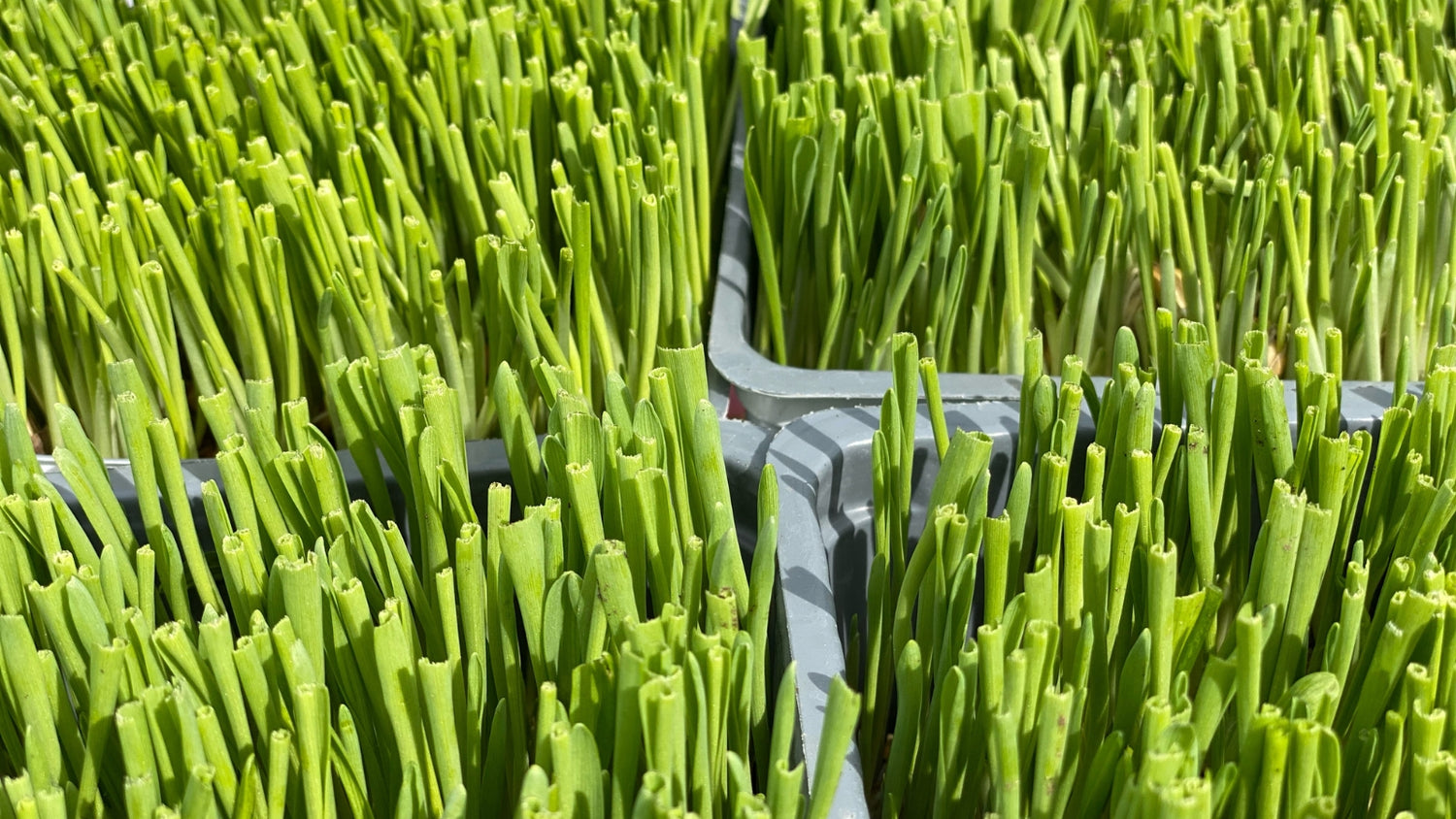 Cat Grass or Catnip Grown in Garden