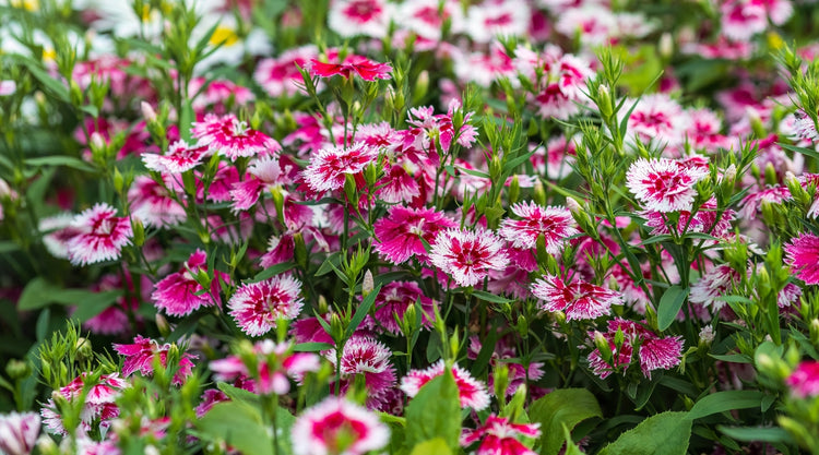 Dianthus Flowers Growing From Seed