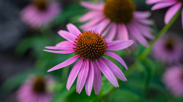 Echinacea Coneflower Grown From Seed