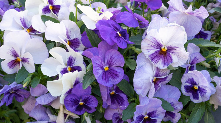 Pansies