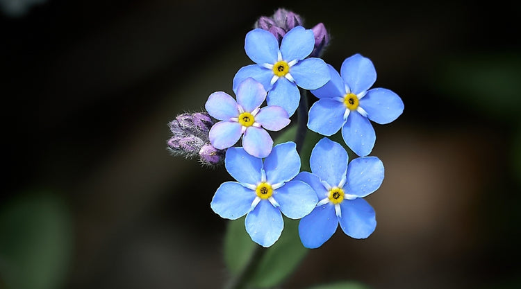 Forget Me Not Flowers Grown From Seed