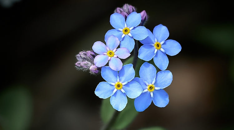 How To Successfully Grow Forget-Me-Nots