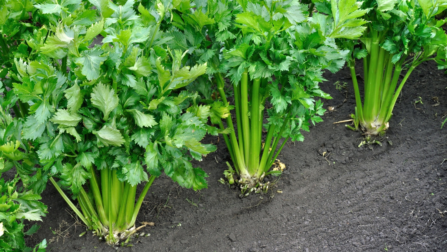 Celery Grown From Seed