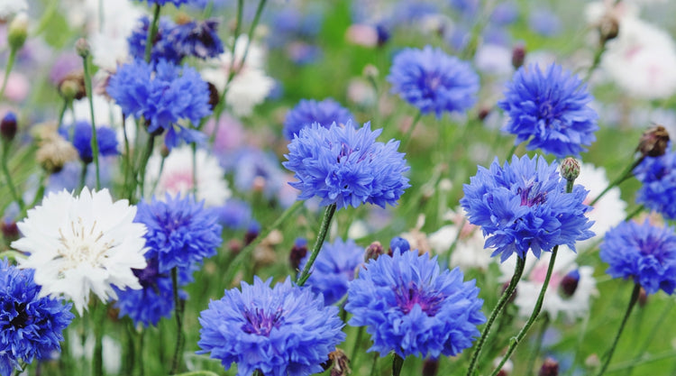 Bachelor Button Flowers Growing From Seed