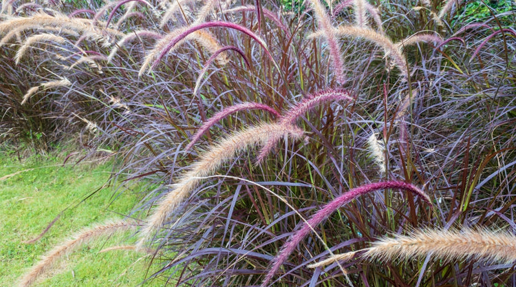 Ornamental Grass Grown From Seed