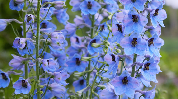 Larkspur Flowers Grown From Seed