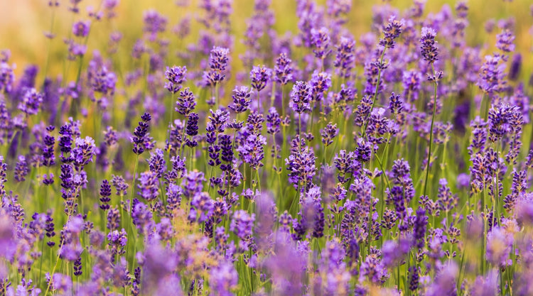 Lavender Flowers Grown From Seed