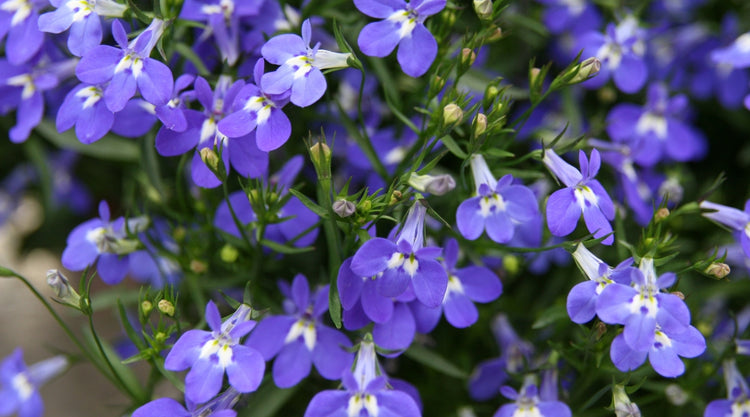 Lobelia Flowers Grown From Seed